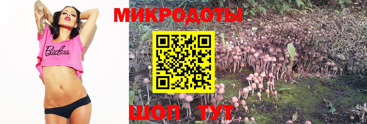 Псилоцибиновые грибы Psilocybe Губкинский